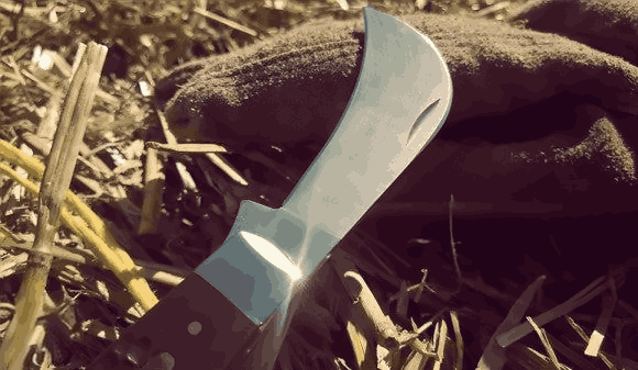 featured image of hawkbill blade